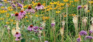 A summer garden border planted in Prairie style_edited_edited_edited_edited.jpg
