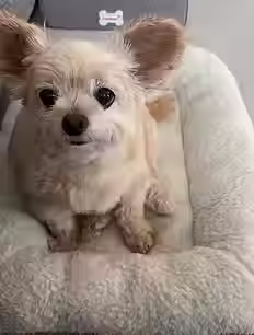 ペットシッターにお世話される小型犬