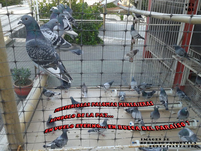 Palomas mensajeras