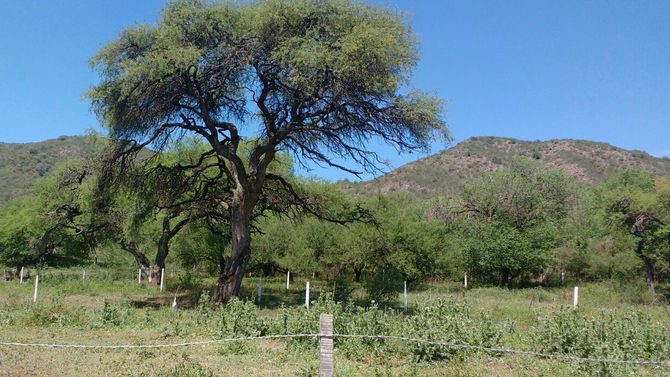Los algarrobos que todavía resisten