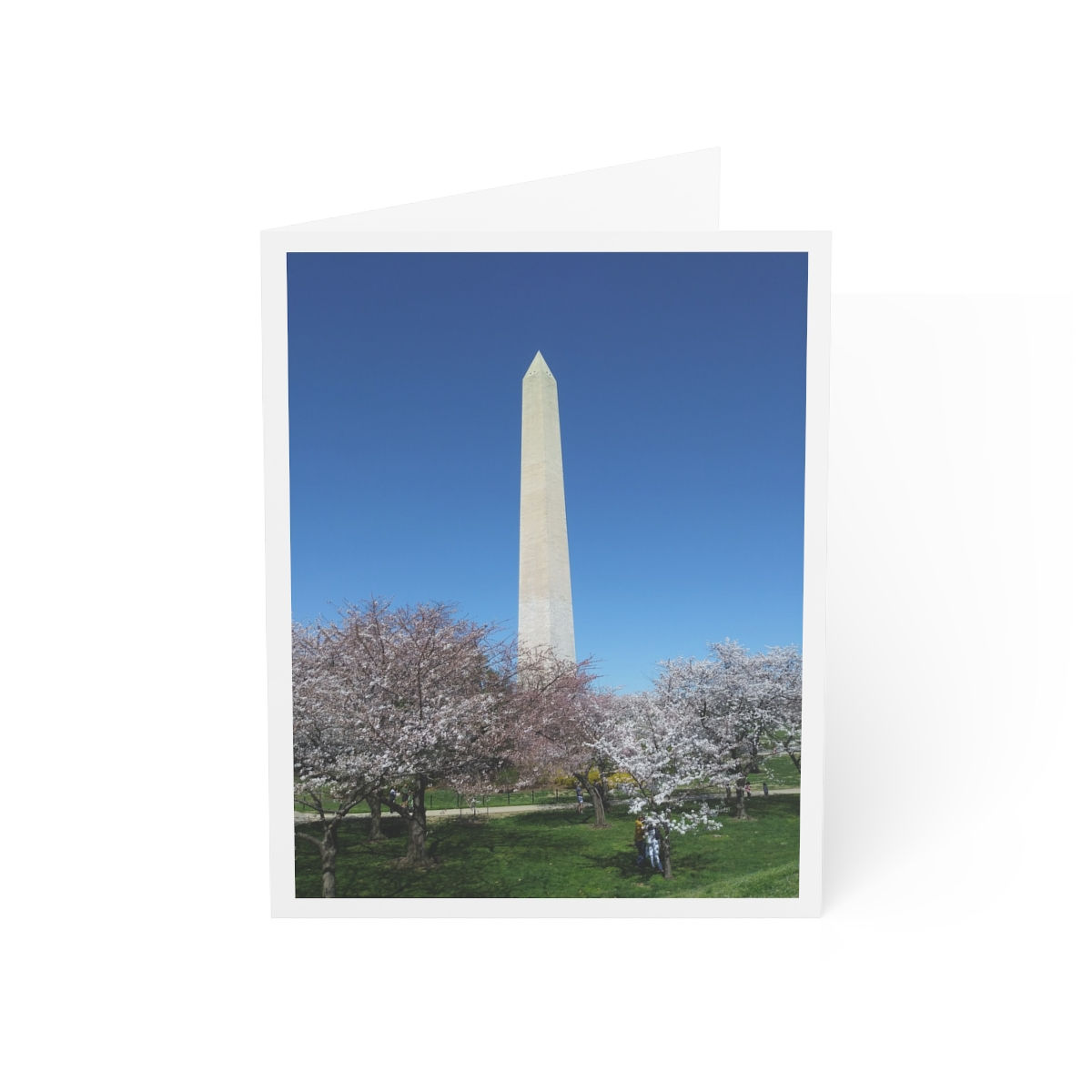 Note Card - Cherry Blossoms 2 (single card or in a set of 10)