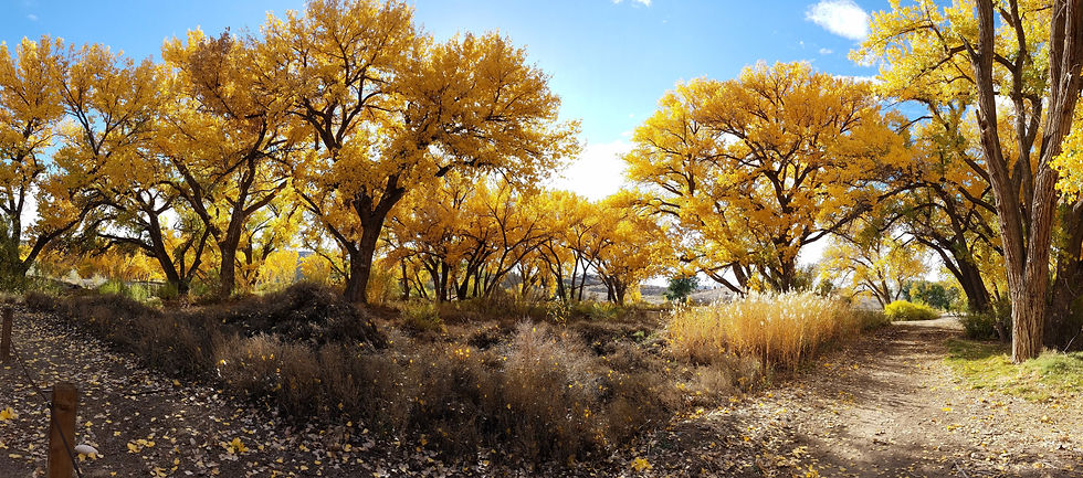 Cottonwoods_20181025_155435.jpg