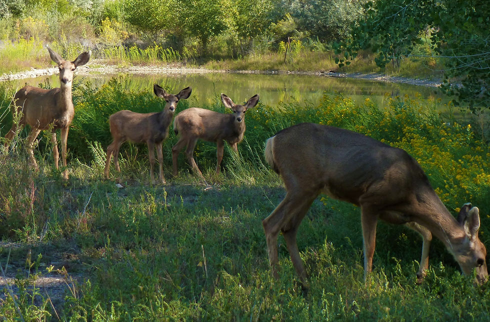 Mule Deer