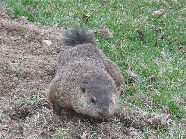 ground hog