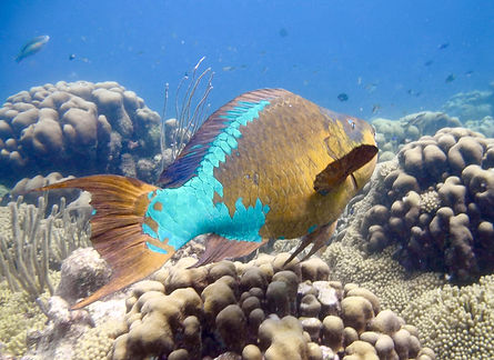 RainbowParrotfish_PezLoro'ArcoIris'_Cred