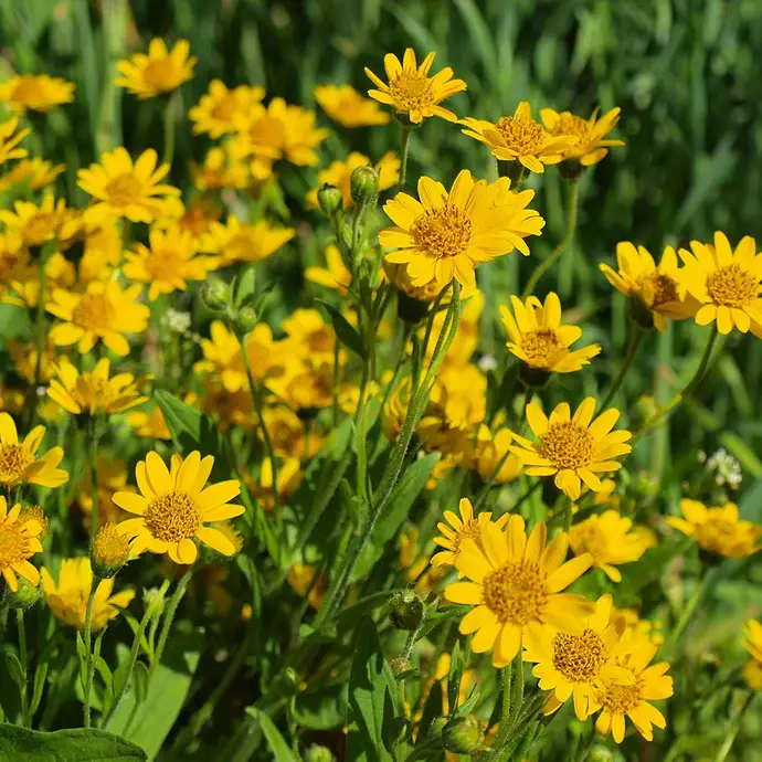 Miniature : Arnica