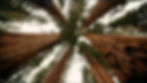 Redwoods only.jpg