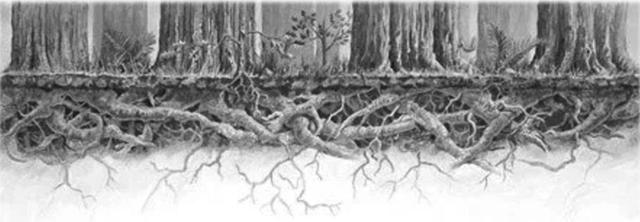 Root system.jpg