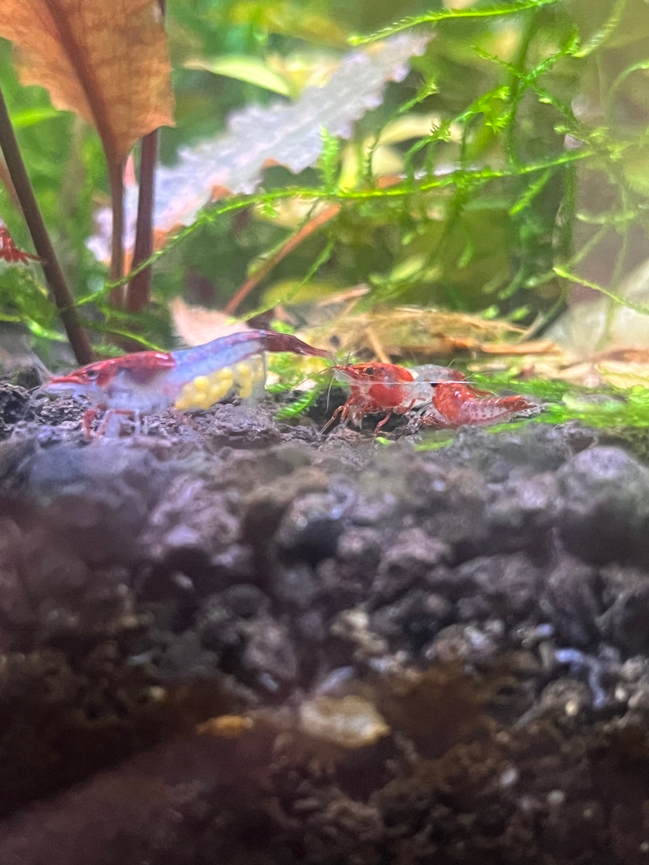 Red Rili Neocardidina Shrimp