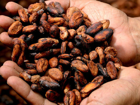 La sorprendente historia del Cacao, la bebida de los Dioses
