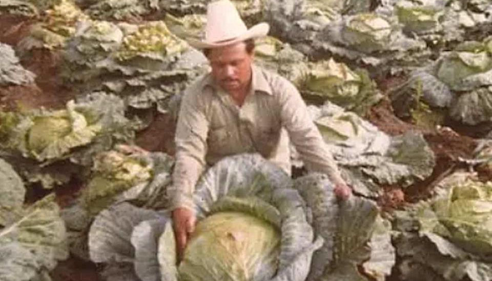 El fenómeno de las verduras gigantes en México