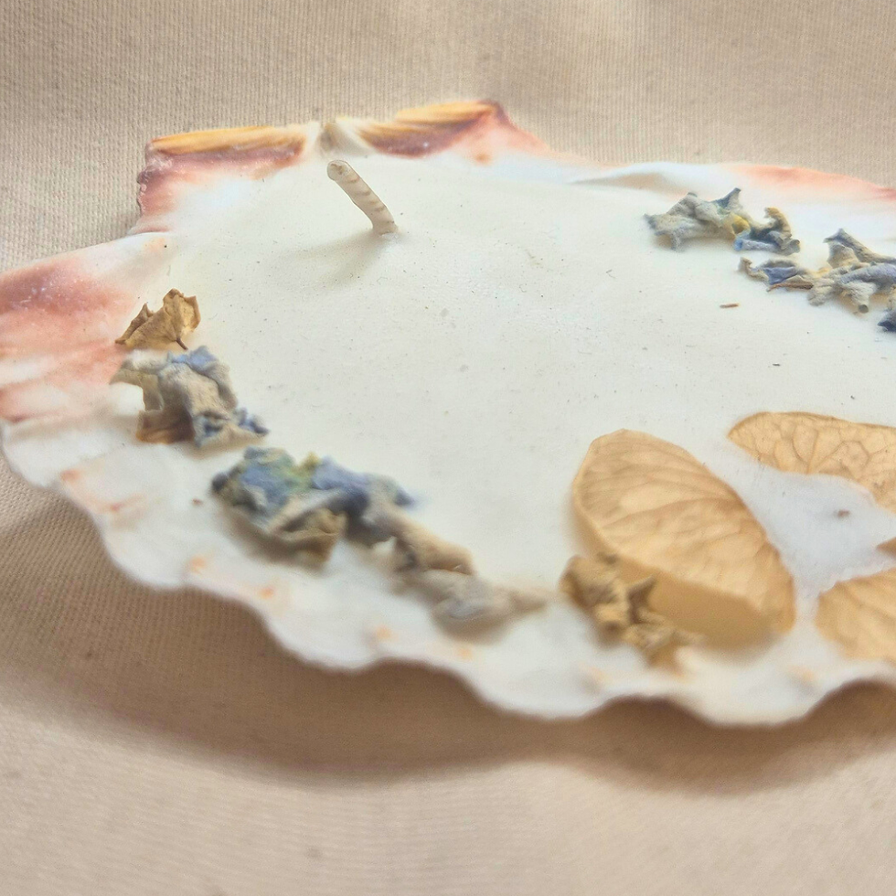 Miniature : La coquille - Palo Santo