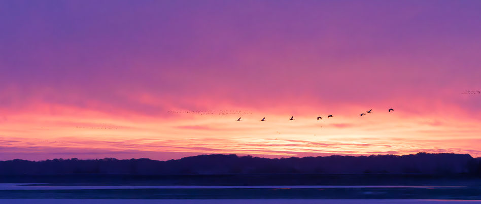 Un lever de soleil sur Montier-en-Der  accompagné de grues en vol.