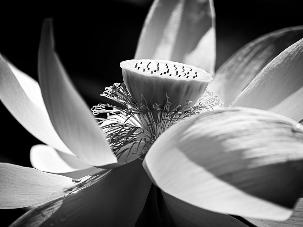 Solitude by Jennifer Jones -- Honorable mention, black and white