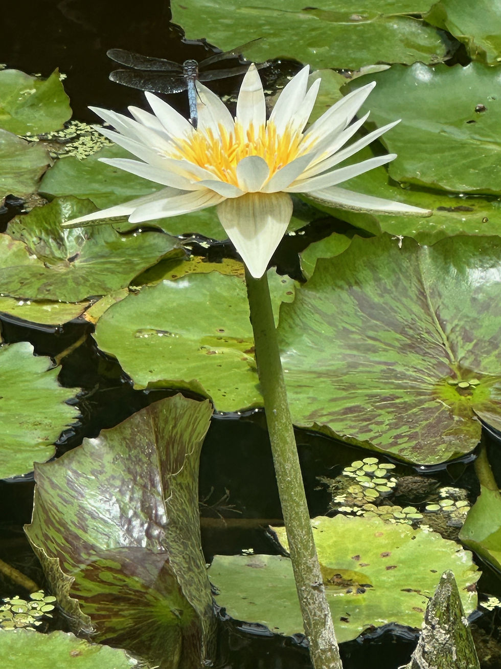 Dragonfly Sitting on a Lily by William Crosby -- 3rd place, youth category