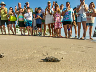 Before the Season Ends, Participate in a Sea Turtle Nest Excavation