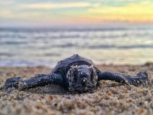 It's Sea Turtle Nesting Season: Want to Witness the Miracle? For Their Safety and Ours, Go Guided
