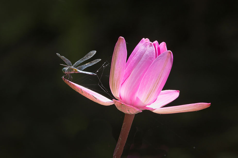 2nd: Chs Guerrieri, "Spider and the Fly"
