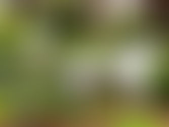 Unwind and Unfold at McKee's Origami Oasis -- Florigami in the Garden