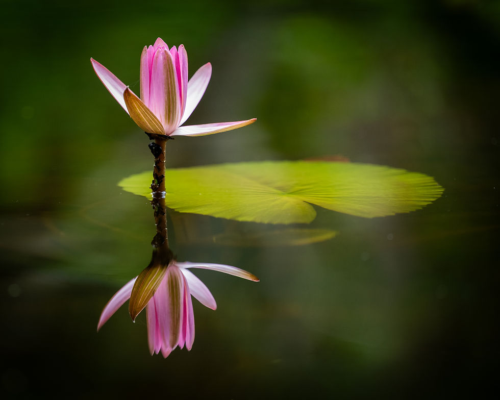 2nd: Jennifer Jones, "Reflective Grace"
