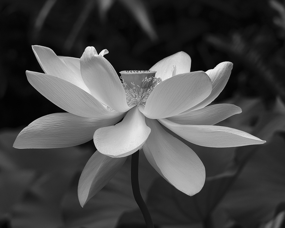 Diminishing Beauty by Teresa Milanese -- 1st place, black and white