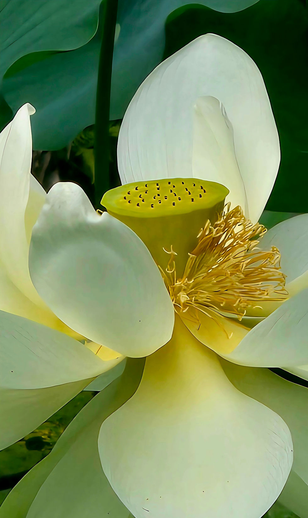 Nelumbo Nucifera (Indian Lotus) by Gregory Albright -- 3rd place, color