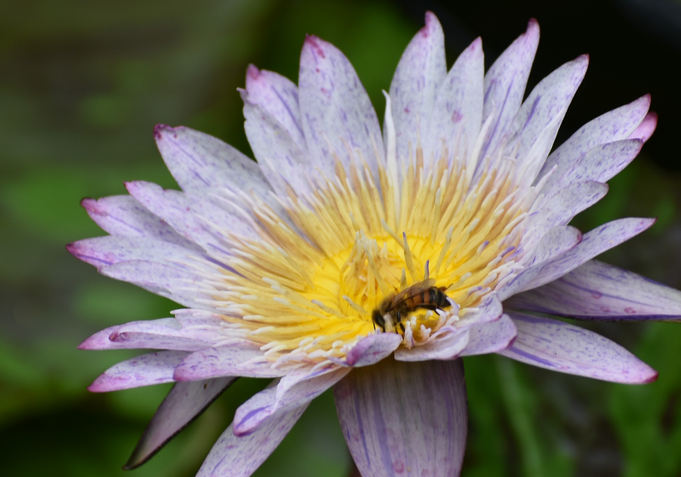 Busy Bee by Joanna H. -- 1st place, youth category
