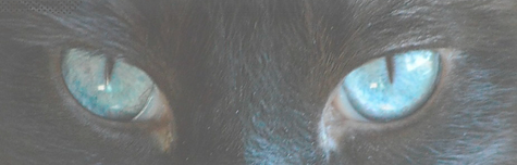 cat%20333_edited.png