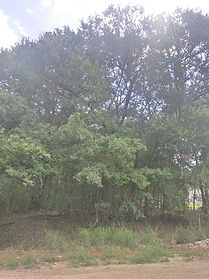 uncleared lot.jpg