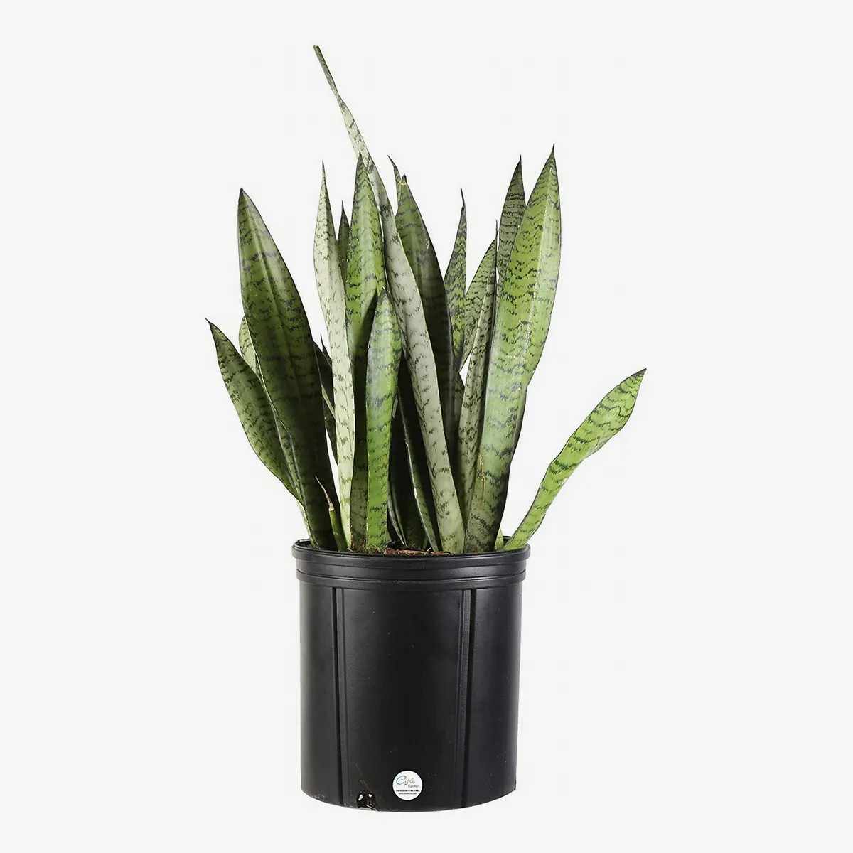 Snake Plant