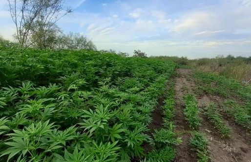 Otorga SCJN amparo para explotación industrial de fibra cannábica.
