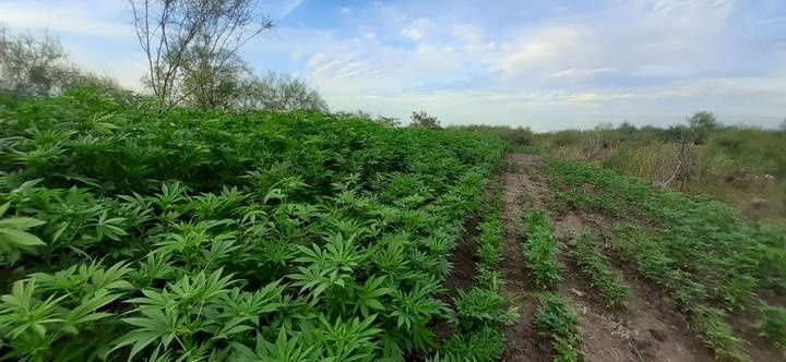 Otorga SCJN amparo para explotación industrial de fibra cannábica.