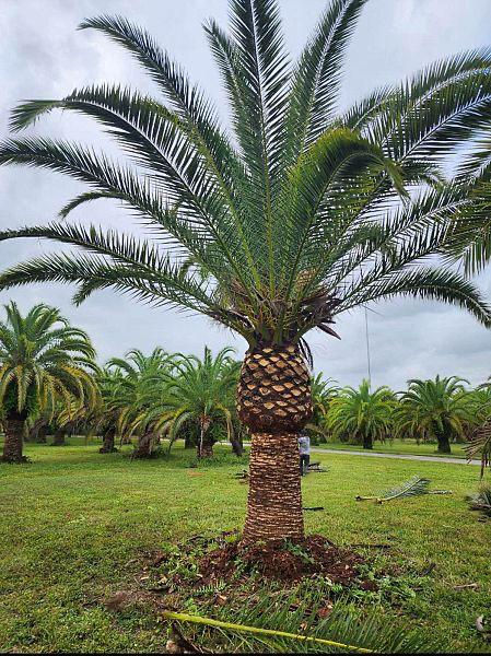 The Majestic Canary Island Date Palm: Your Complete Guide for Miami Homeowners