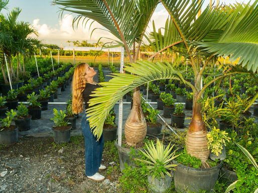 Inspecting the quality and measures a container-grown palm tree