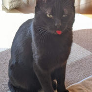 舌じゃないよ毛玉だよ