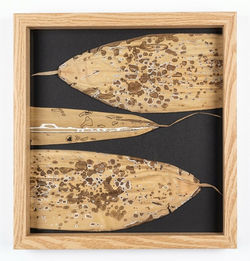 Corn Husk