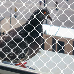 BH Redes Proteção MG