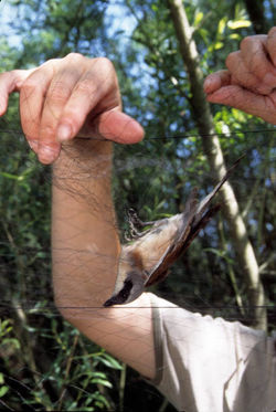 BH Redes Proteção MG