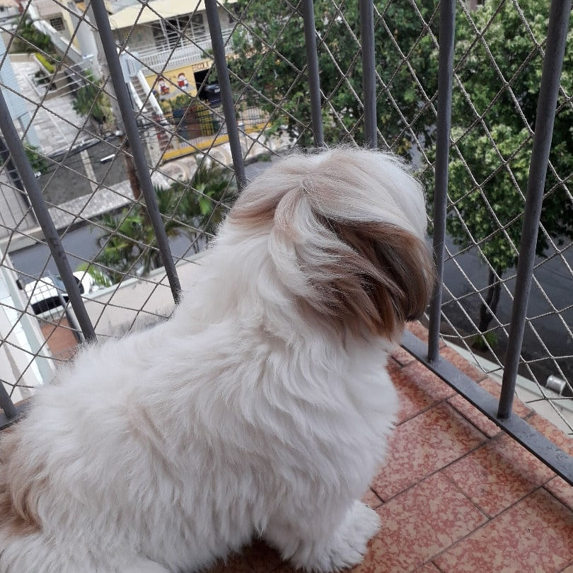 Redes de Proteção BH