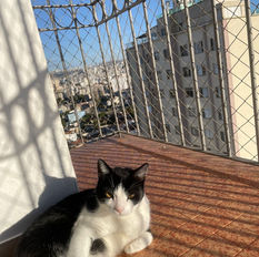 redes de proteção ara sacadas gatos bh