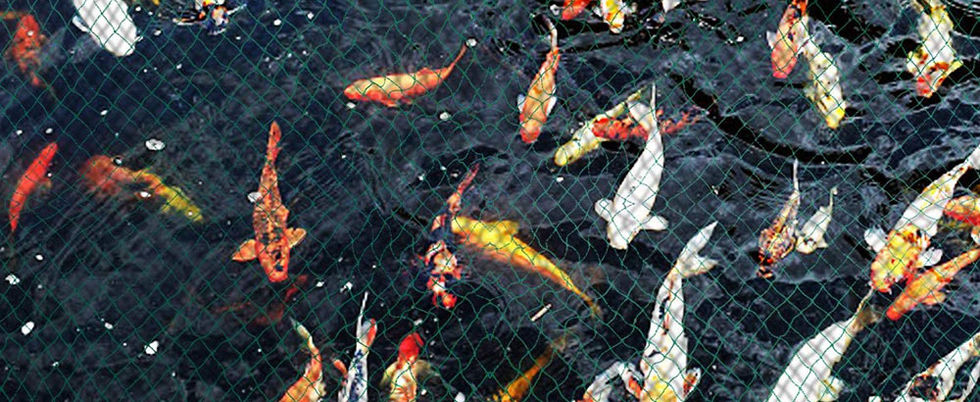 redes de proteção bh