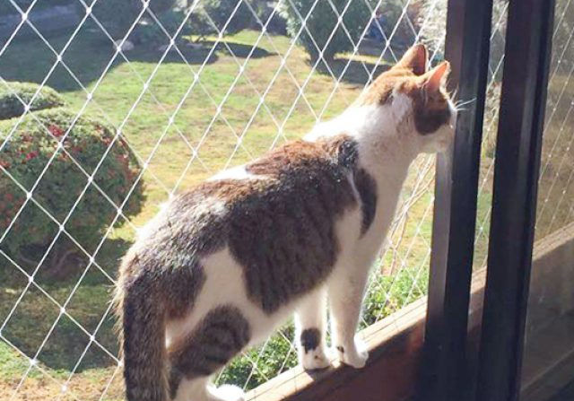 redes de proteção em bh