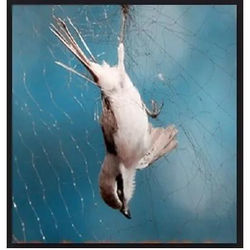 BH Redes Proteção MG