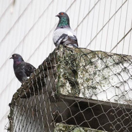 redes de proteção contra pombos bh