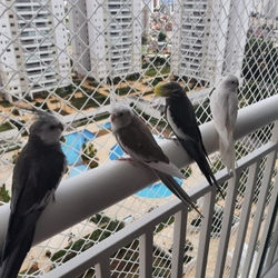 BH Redes Proteção MG