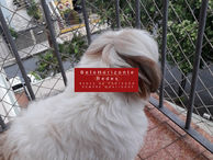 redes para pets bh