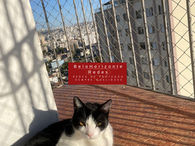 redes de proteção gatos bh