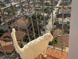telas de proteção para gatos bh