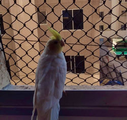 BH Redes Proteção MG