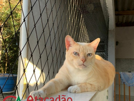 redes de proteção pra gatos